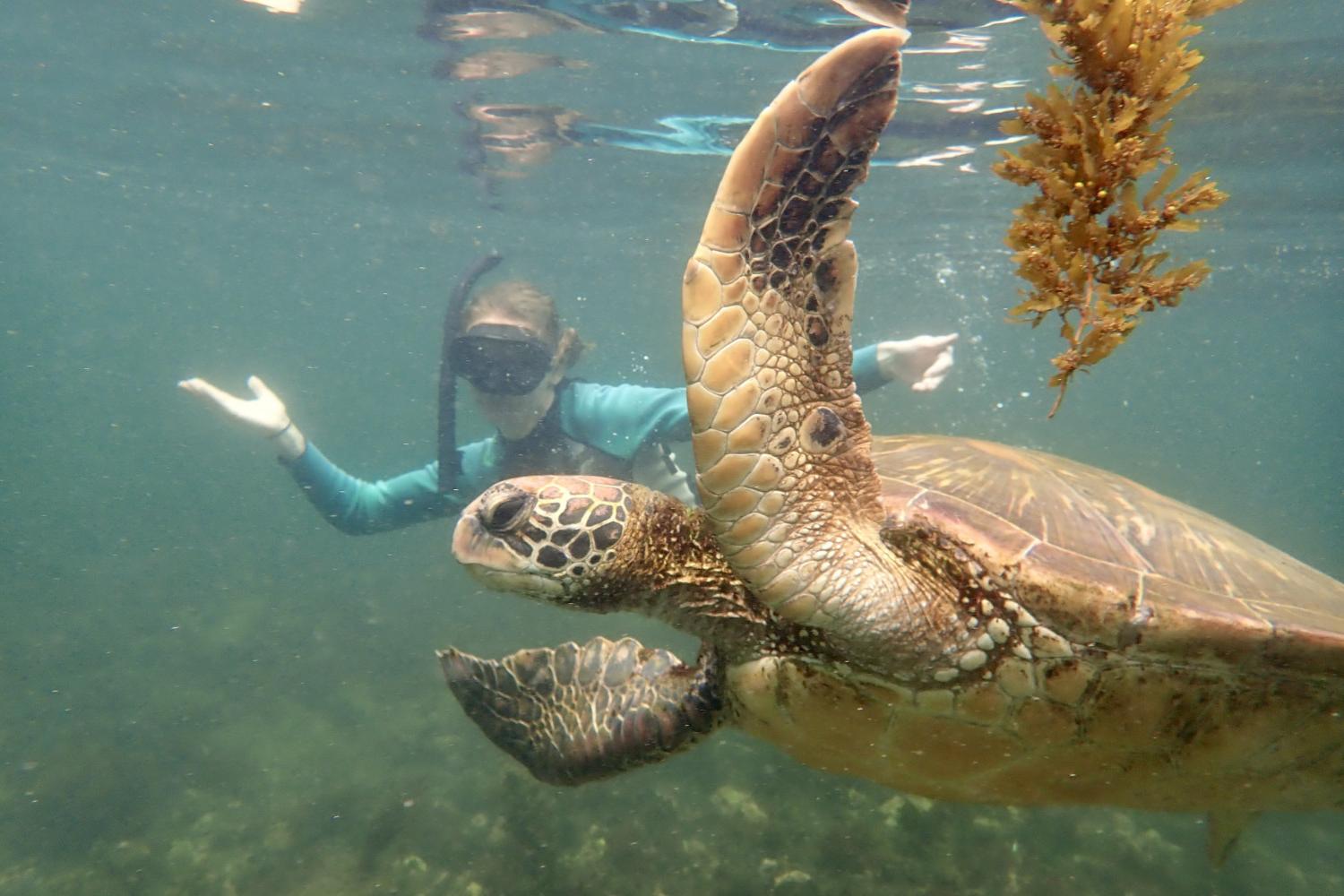 一名<a href='http://s.cy7288.com'>全球十大赌钱排行app</a>学生在Galápagos群岛游学途中与一只巨龟游泳.